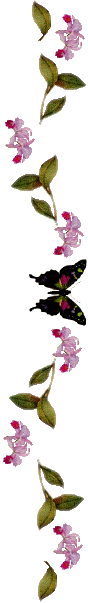 orchids1.gif (13825 bytes)