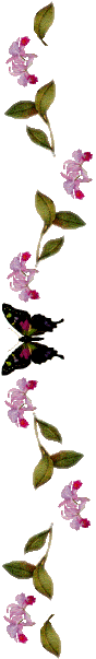orchids2.gif (13826 bytes)