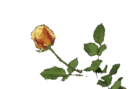 rosaamarela.gif (8534 bytes)