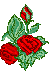 rosaverme.gif (3240 bytes)