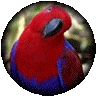 takes you to a thumbs gallery of North Queensland Birds Pictures