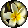 takes you to a thumbs gallery of Excotic Plant Pictures