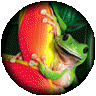 takes you to a thumbs gallery of North Queensland Amphibion Pictures
