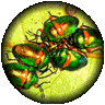 takes you to a thumbs gallery of North Queensland Insect Pictures