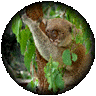 takes you to a thumbs gallery of North Queensland Mammal Pictures