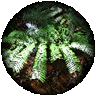 takes you to a thumbs gallery of Pictures of Rainforest Plants