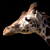 animal picture