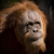 animal picture
