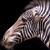 animal picture