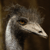animal picture
