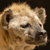 animal picture