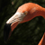 animal picture