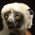 animal picture
