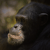 animal picture