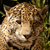 animal picture
