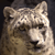animal picture