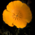 flower picture