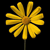 flower picture