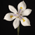 flower picture