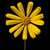 flower picture