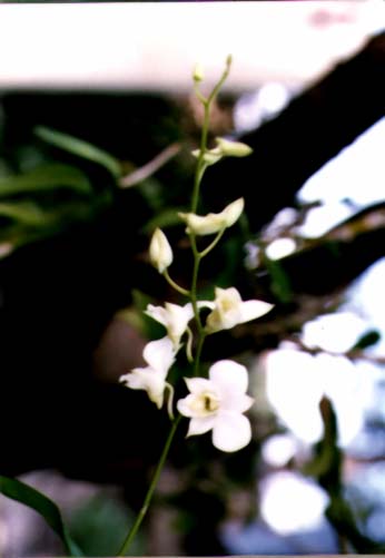 The pretty orchid