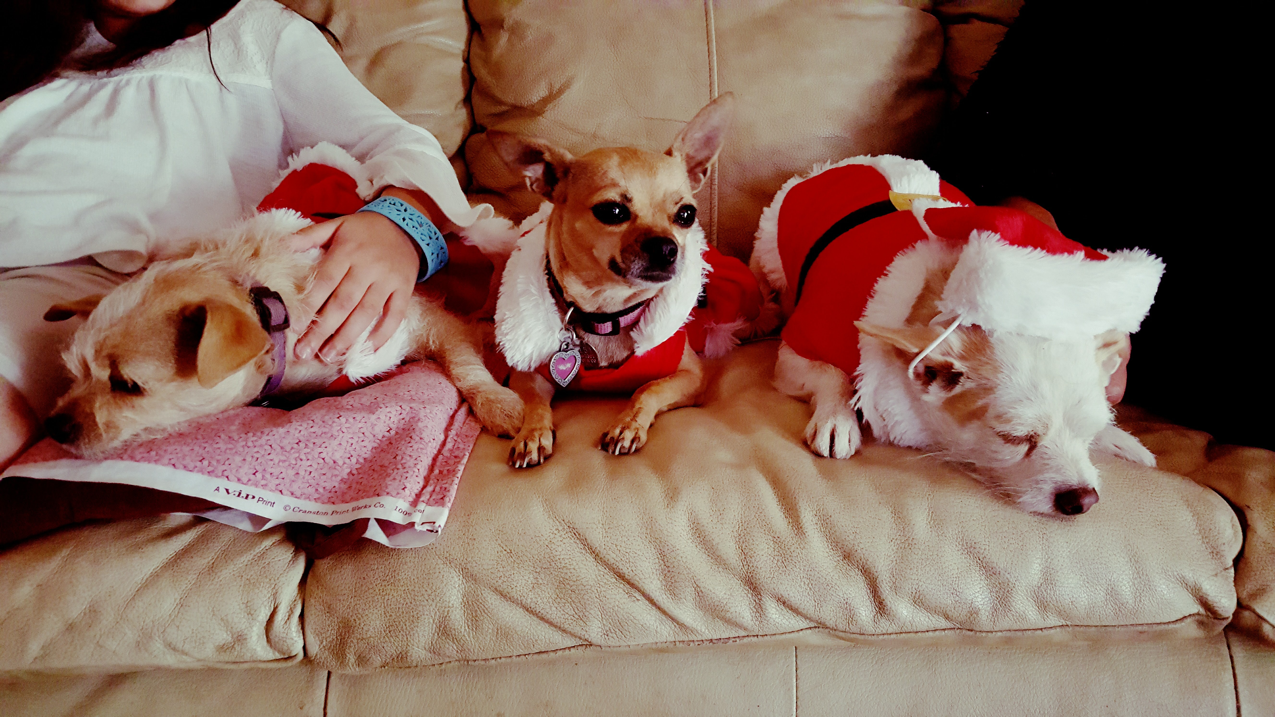 Santa's Dog Trio