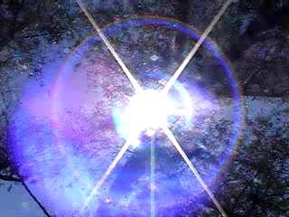 Sunglare (Photo taken: Spring 2006) 
