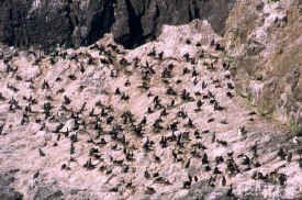 cormorant_1.jpg (86560 bytes)