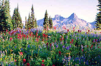 cougar_rock6.jpg (87592 bytes)