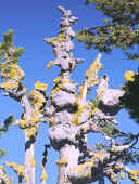 craterlake6_tree.JPG (46361 bytes)