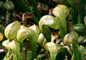 flesh_eating_plants.jpg (64886 bytes)