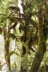 rainforest_3.jpg (62519 bytes)