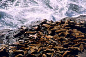 sealion_cave_2.jpg (87727 bytes)