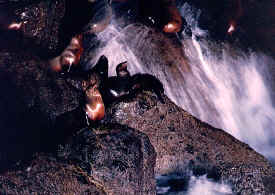 sealion_cave_3.jpg (97066 bytes)