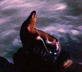 sealion_cave_4.jpg (51795 bytes)