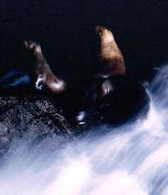 sealion_cave_5.jpg (39727 bytes)