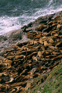 sealion_cave.jpg (87366 bytes)