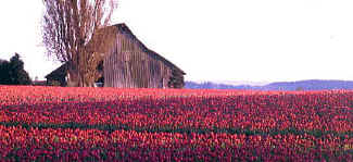 tulip_10.JPG (45765 bytes)