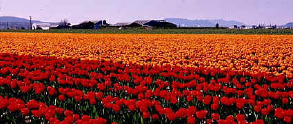 tulip_1.JPG (58124 bytes)