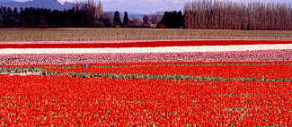tulip_2.JPG (73868 bytes)