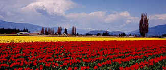 tulip_4.JPG (43653 bytes)