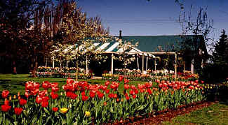 tulip_5.JPG (66689 bytes)