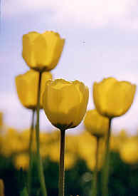 tulip_closeup3.jpg (28351 bytes)
