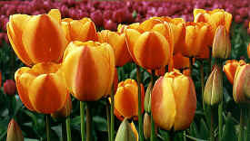 tulip_closeup6.jpg (70774 bytes)