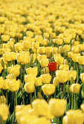 tulip_closeup9.jpg (58593 bytes)