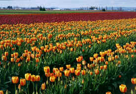 tulip_field1.jpg (121634 bytes)