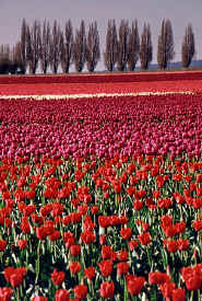 tulip_field4.jpg (84678 bytes)