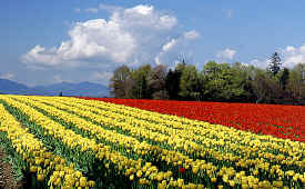 tulip_field5.jpg (103285 bytes)