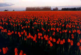 tulip_field.jpg (87346 bytes)