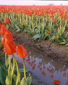 tulip_reflection3.jpg (82284 bytes)